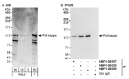 NBP1-06559 - DNA polymerase kappa