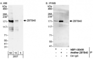 NBP1-06564 - ZBTB40