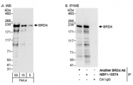 NBP1-18874 - BRD4