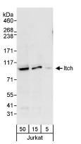 NBP1-18881 - ITCH / AIF4
