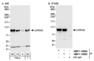 NBP1-18885 - UVRAG