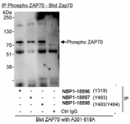 NBP1-18896 - ZAP70