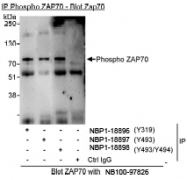 NBP1-18898 - ZAP70