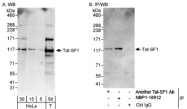 NBP1-18912 - HIV Tat-specific factor 1 / HTATSF1