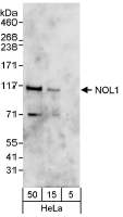 NBP1-18927 - BAT3
