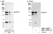 NBP1-18928 - BAT3