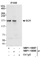 NBP1-19097 - BCR