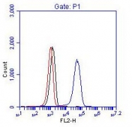 NBP1-19097 - BCR