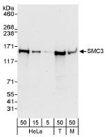NBP1-19109 - Bamacan