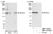 NBP1-19150 - RASAL2 / NGAP