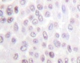 NBP1-19400 - Histone H2B