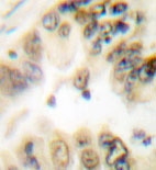NBP1-19403 - Histone H3