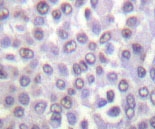 NBP1-19404 - Histone H4