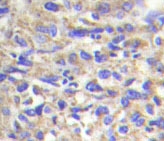 NBP1-19642 - Laminin beta-1 / LAMB1