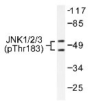 NBP1-19907 - MAPK8 / JNK1