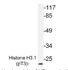 NBP1-19929 - Histone H3.1
