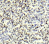 NBP1-19929 - Histone H3.1