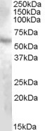 NBP1-20908 - DMP1