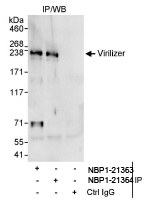 NBP1-21363 - KIAA1429