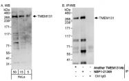 NBP1-21369 - TMEM131