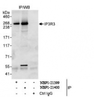 NBP1-21399 - IP3 Receptor 3 / ITPR3