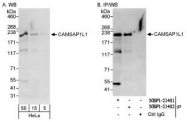 NBP1-21401 - CAMSAP1L1