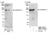 NBP1-21402 - CAMSAP1L1