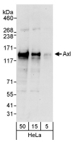 NBP1-22964 - AXL / UFO