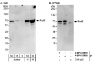NBP1-22980 - RELB / I-Rel