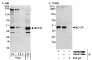 NBP1-22993 - BCCIP / TOK1