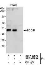 NBP1-22994 - BCCIP / TOK1