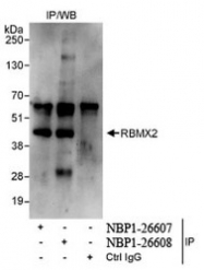 NBP1-26607 - RBMX2