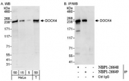 NBP1-26648 - DOCK4
