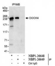 NBP1-26649 - DOCK4
