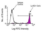 NBP1-28167 - Ly6G / GR1 Neutrophil Marker