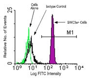 NBP1-28242 - Granulocytes