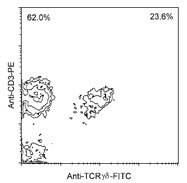 NBP1-28276 - T Cell Receptor (TCR) gamma/delta