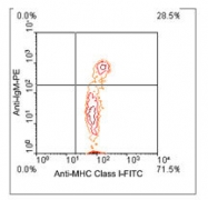 NBP1-28305 - MHC Class I