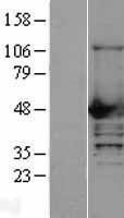 NBL1-13509 - NCF1 Lysate