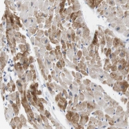 NBP1-86462 - Nebulette / NEBL