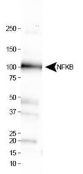 NBP1-77395 - NF-kB p105 / p50