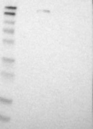 NBP1-85096 - NFRKB / INO80G