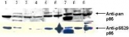 NBP1-77808 - RELA / NF-kB p65