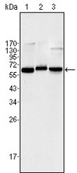 NBP1-51584 - RELA / NF-kB p65