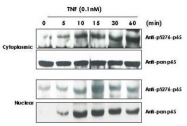 NBP1-77808 - RELA / NF-kB p65