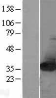 NBL1-13649 - NIT2 Lysate
