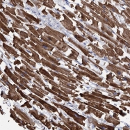 NBP1-84438 - NLRX1 / NOD9