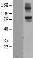 NBL1-13677 - NLRX1 Lysate