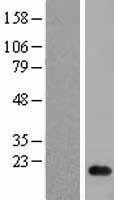 NBL1-13684 - NME2 Lysate