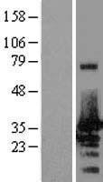NBL1-13786 - NRBF2 Lysate